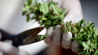 How Jeff Sessions' Weed Enforcement Reversal Could Impact Medical Marijuana Patients